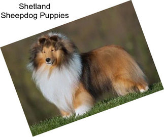 Shetland Sheepdog Puppies