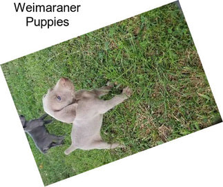 Weimaraner Puppies