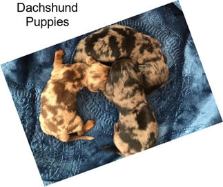 Dachshund Puppies