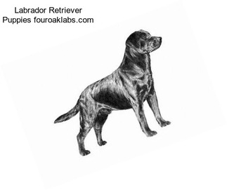 Labrador Retriever Puppies fouroaklabs.com