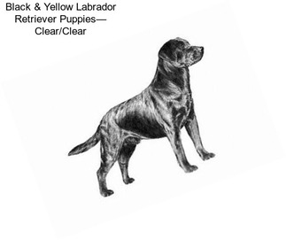 Black & Yellow Labrador Retriever Puppies— Clear/Clear