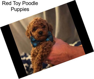 Red Toy Poodle Puppies