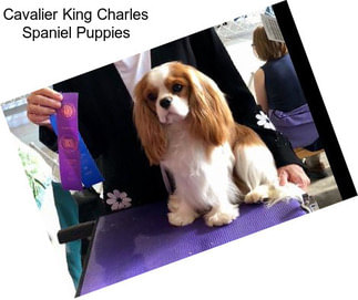 Cavalier King Charles Spaniel Puppies