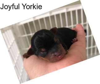 Joyful Yorkie