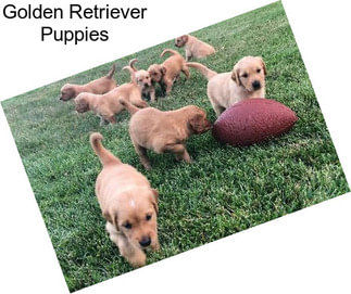 Golden Retriever Puppies