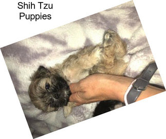 Shih Tzu Puppies