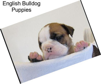 English Bulldog Puppies