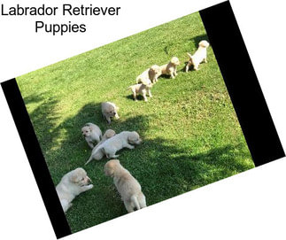 Labrador Retriever Puppies