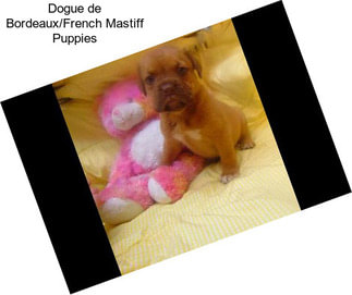 Dogue de Bordeaux/French Mastiff Puppies