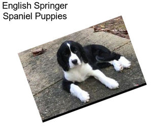 English Springer Spaniel Puppies