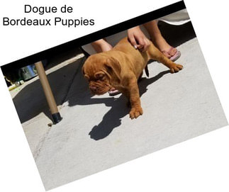 Dogue de Bordeaux Puppies