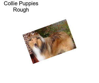 Collie Puppies Rough