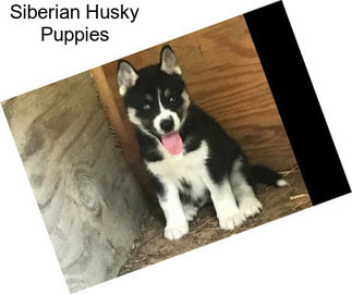 Siberian Husky Puppies