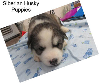 Siberian Husky Puppies