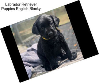 Labrador Retriever Puppies English Blocky