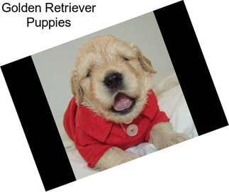 Golden Retriever Puppies