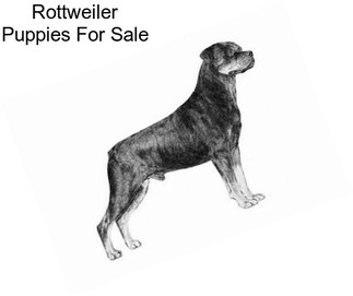 Rottweiler Puppies For Sale