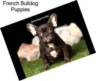 French Bulldog Puppies