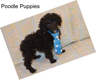 Poodle Puppies