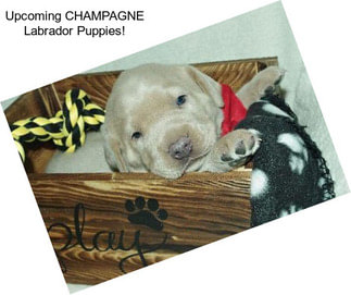 Upcoming CHAMPAGNE Labrador Puppies!