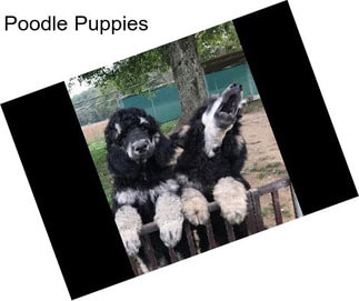 Poodle Puppies