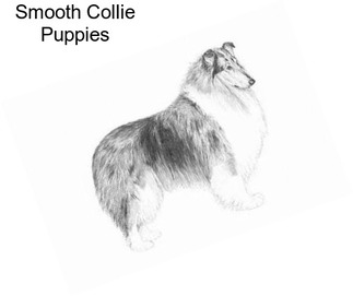 Smooth Collie Puppies