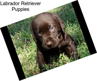 Labrador Retriever Puppies