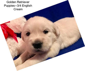 Golden Retriever Puppies--3/4 English Cream