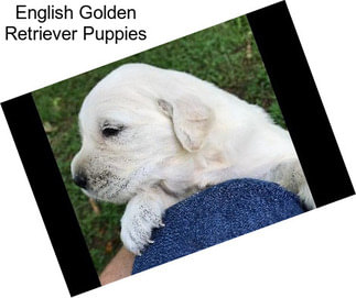 English Golden Retriever Puppies