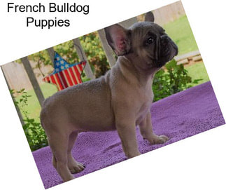 French Bulldog Puppies