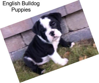 English Bulldog Puppies