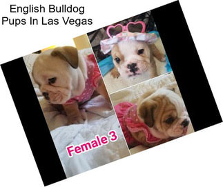 English Bulldog Pups In Las Vegas