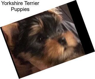 Yorkshire Terrier Puppies