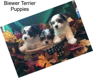 Biewer Terrier Puppies