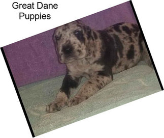 Great Dane Puppies