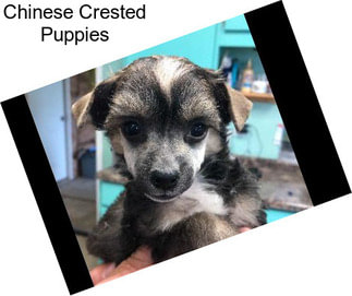 Chinese Crested Puppies