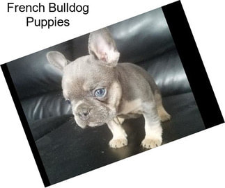 French Bulldog Puppies