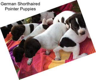 German Shorthaired Pointer Puppies