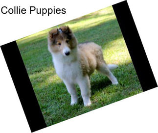 Collie Puppies