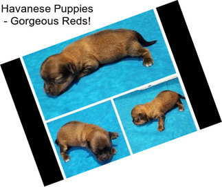 Havanese Puppies - Gorgeous Reds!