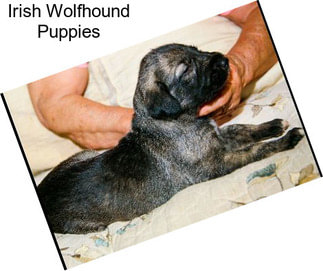 Irish Wolfhound Puppies