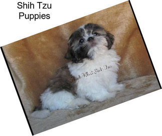 Shih Tzu Puppies