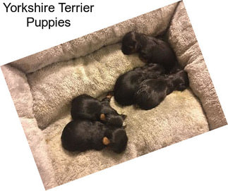 Yorkshire Terrier Puppies