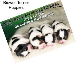 Biewer Terrier Puppies