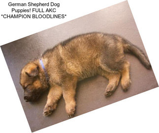 German Shepherd Dog Puppies! FULL AKC *CHAMPION BLOODLINES*