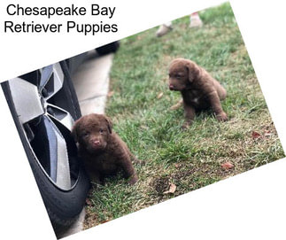 Chesapeake Bay Retriever Puppies