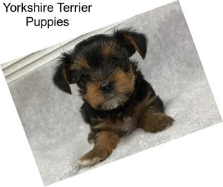 Yorkshire Terrier Puppies