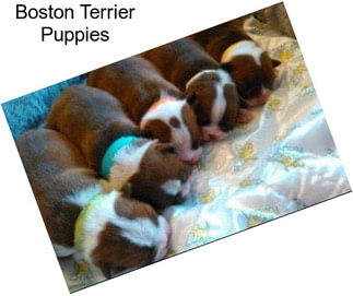 Boston Terrier Puppies