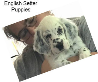 English Setter Puppies