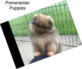 Pomeranian Puppies